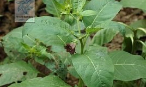 抹茶皂的作用及功效-专业抹茶皂可以天天用吗平台-抹茶皂可以天天用吗